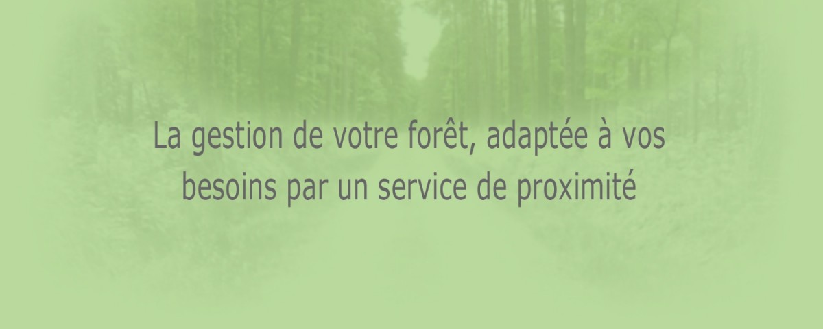 Foret avenir | Jean de Russon | Gestion sylviculture