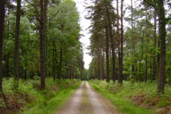 LA PROTECTION DE LA FORÊT